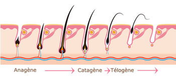 Cycle du poil - Phases de vie d'un poil